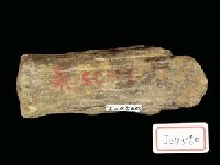 藏品(鹿角基部)的圖片